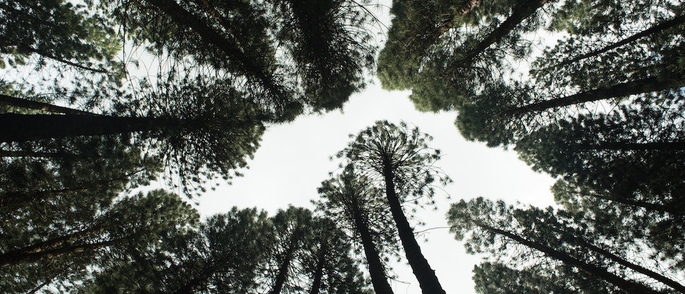 Ekologické obaly z lepenky